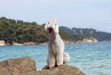 BEDLINGTON TERRIER 080